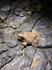 Tomopterna natalensis