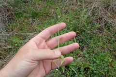 Valerianella