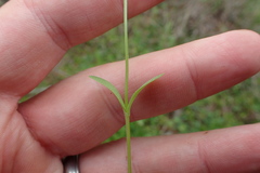 Valerianella