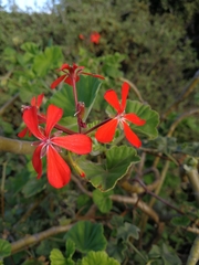 Pelargonium inquinans