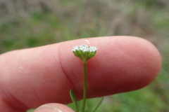 Valerianella