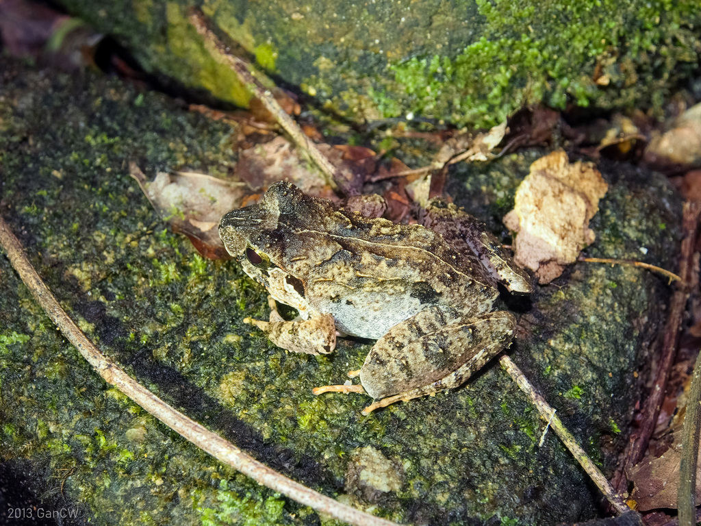 Malesian Frog (Limnonectes malesianus)