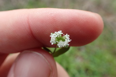 Valerianella