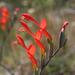 Red Pypie - Photo (c) Jacques van der Merwe, some rights reserved (CC BY-SA), uploaded by Jacques van der Merwe