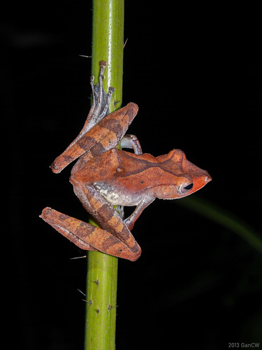 Collett's Tree Frog, Polypedates colletti