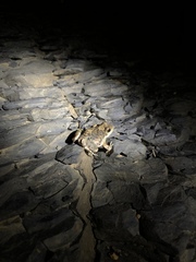 Tomopterna natalensis