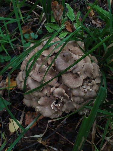 Polyporus umbellatus — (c) Ruslan Sadykov, some rights reserved (CC BY)