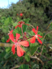 Pelargonium inquinans
