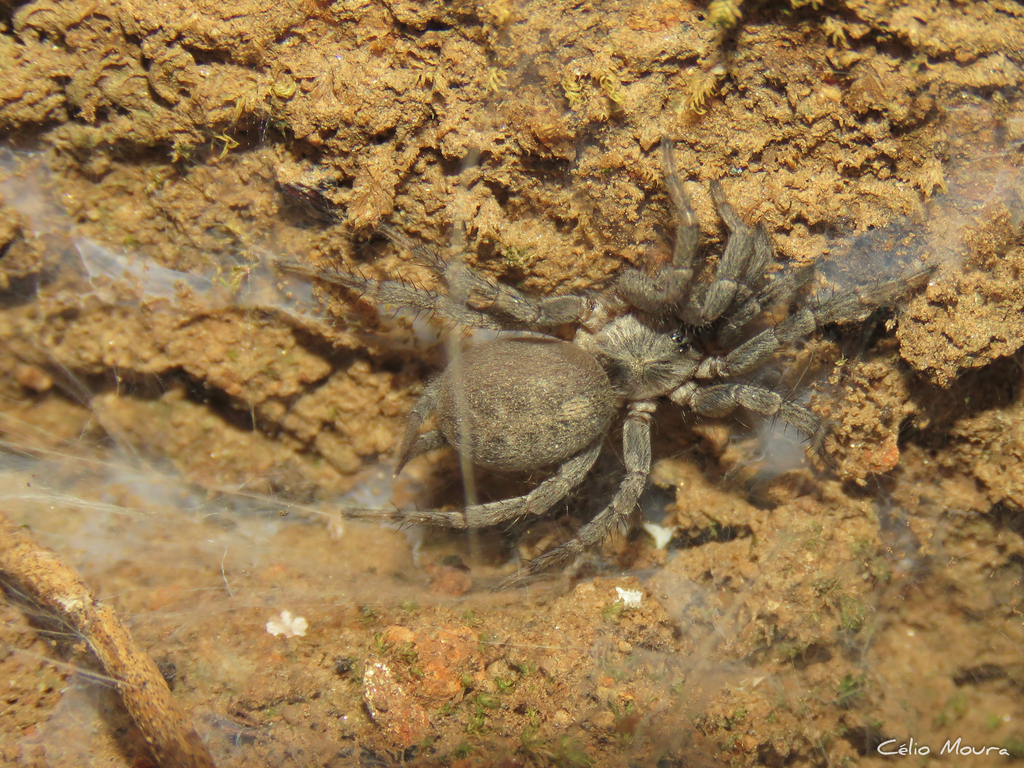 Ischnothele annulata from Serrote do Quixoá - Iguatu - State of Ceará ...