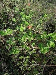 Pelargonium inquinans