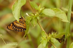 Byblia anvatara acheloia