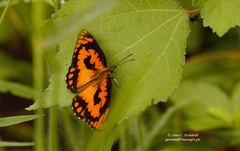 Byblia anvatara acheloia