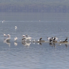 Pelecanus rufescens