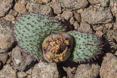 Massonia wittebergensis
