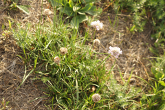 Armeria maritima elongata