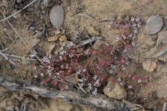 Euphorbia polycarpa polycarpa