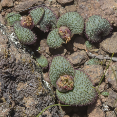 Massonia wittebergensis