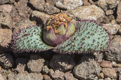 Massonia wittebergensis