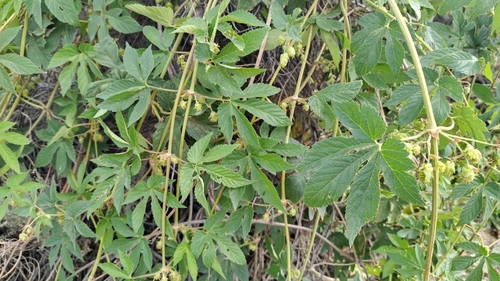 Image of Western Hop (Humulus neomexicanus) by no rights reserved