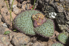 Massonia wittebergensis