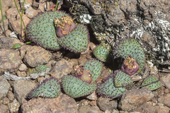 Massonia wittebergensis