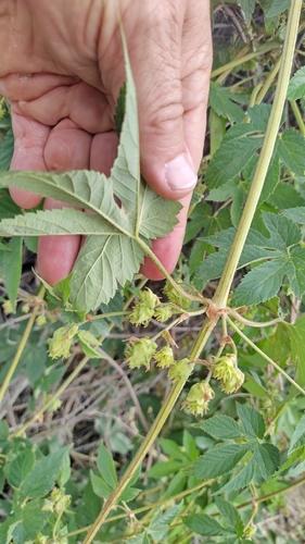 Image of Western Hop (Humulus neomexicanus) by no rights reserved