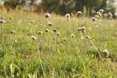 Armeria maritima elongata