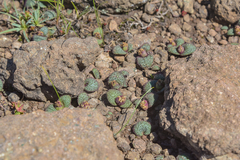 Massonia wittebergensis