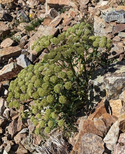Image of Gray's angelica by (c) Trevor Edmonson, some rights reserved (CC BY)