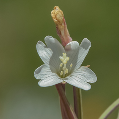 Epilobium capense