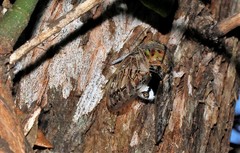 Platypleura capensis