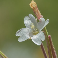Epilobium capense