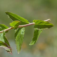 Epilobium capense