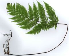 Leptolepia novae-zelandiae