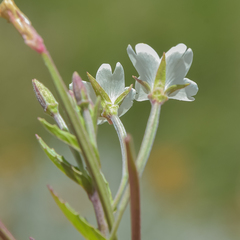 Epilobium capense
