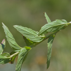 Epilobium capense
