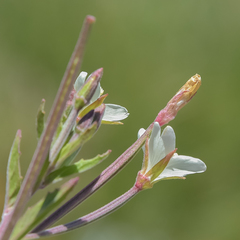Epilobium capense