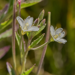 Epilobium capense