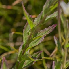Epilobium capense