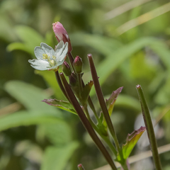 Epilobium capense