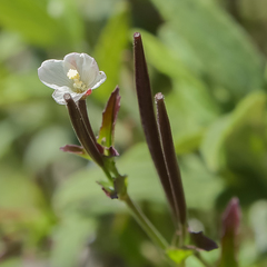 Epilobium capense