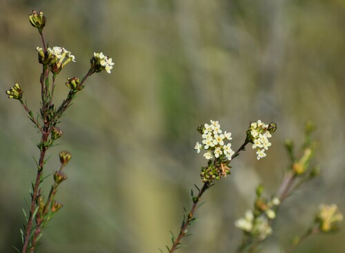 Image of Gnidia squarrosa by (c) Justin Ponder, some rights reserved (CC BY)