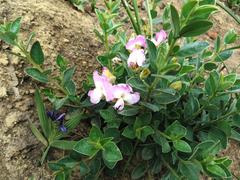 Podalyria variabilis