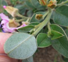 Podalyria variabilis