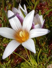 Romulea toximontana