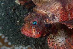 Dendrochirus brachypterus