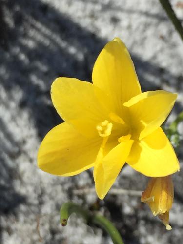 Geissorhiza humilis