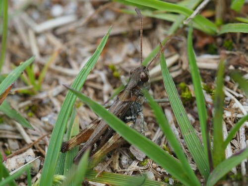 Myrmeleotettix maculatus