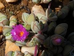 Braunsia maximilianii