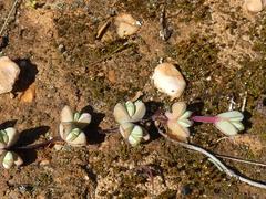 Braunsia maximilianii